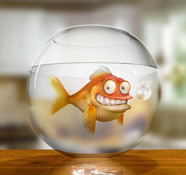 Goldfish Illustration artwork